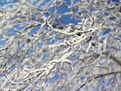 Winter tree branches covered with snow