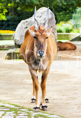 eland antelope stand in an animal park