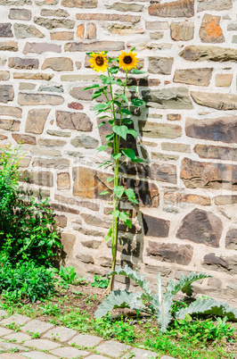 Two Sunflowers