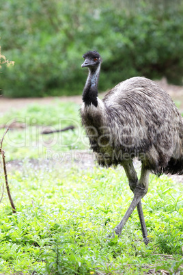 Emu (Dromaius novaehollandiae)