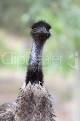 Emu (Dromaius novaehollandiae)