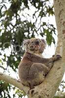 Koala (Phascolarctos cinereus)