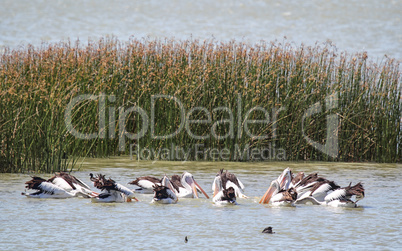 Brillenpelikane (Pelecanus conspicillatus)