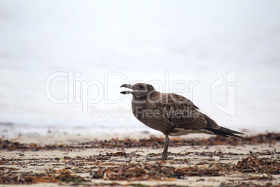 Dickschnabelmöwe (Larus pacificus)