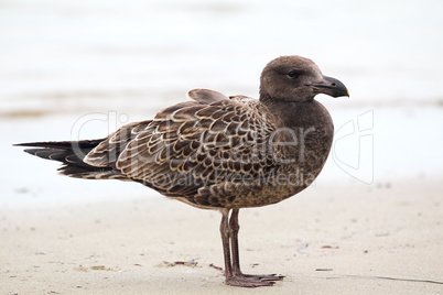 Dickschnabelmöwe (Larus pacificus)