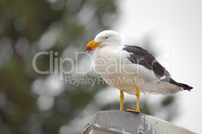 Dickschnabelmöwe (Larus pacificus)