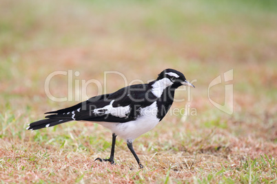 Drosselstelze (Grallina cyanoleuca)