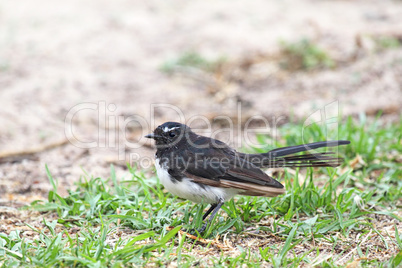 Gartenfächerschwanz (Rhipidura leucophrys)