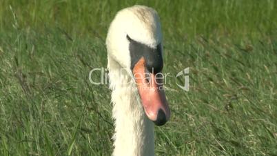 Swan in Summer Meadow