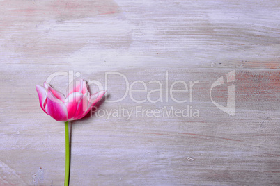 rosa tulpe auf Holzhintergrund