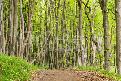 Küstenwald auf der Insel Rügen