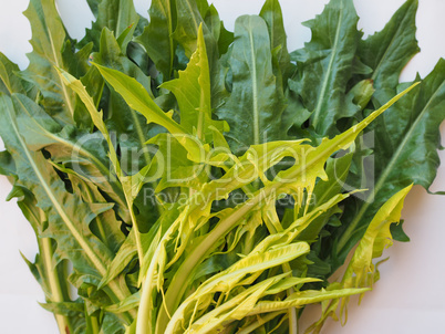 Catalonian chicory salad