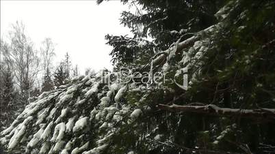 forest winter pine