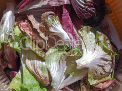 Red and green lettuce