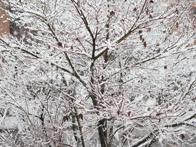 Winter scene with snow - acer tree