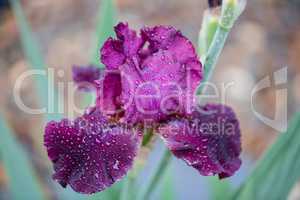 Purple Bearded Iris close-up in the rain