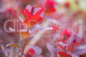 Photinia fraseri - Red Robin