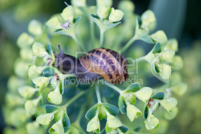 Snail on a flower