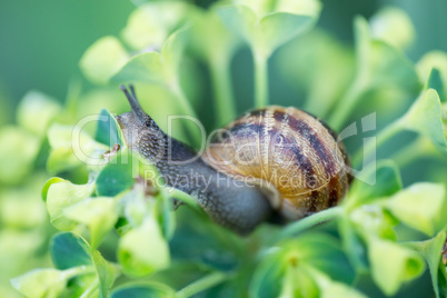 Snail on a flower
