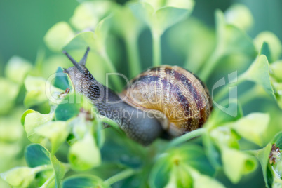 Snail on a flower