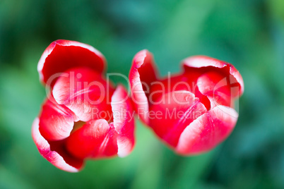 Tulip - tulipa