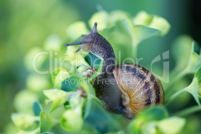 Snail on a flower