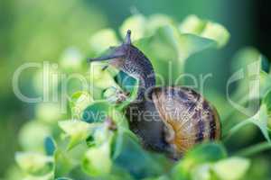 Snail on a flower