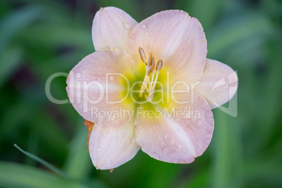 Daylily - Hemerocallis