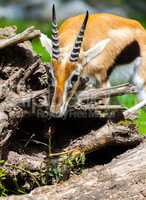 lechwe waterbuck sniffles on thorns