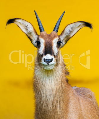 roan antelope on yellow background