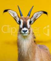 roan antelope on yellow background