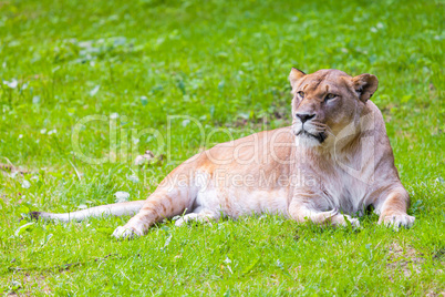 lying lioness looks to the left