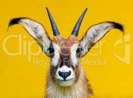 roan antelope portrait on yellow background