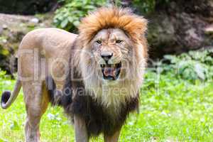 standing lion roars