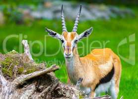 young lechwe waterbuck looks to the camera