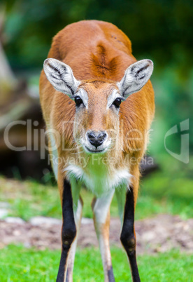 female lechwe waterbuck looks to the camera