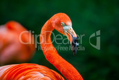 flamingo with a feather on his beak