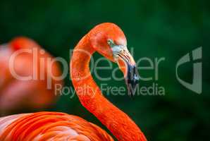 flamingo with a feather on his beak