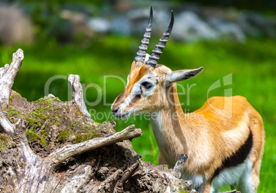young lechwe waterbuck looks to the left