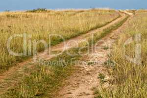 Summer landscape with yellow grass and road
