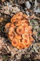 Ringless Honey Fungus (Armillaria tabescens)