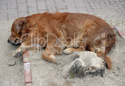 Hund
