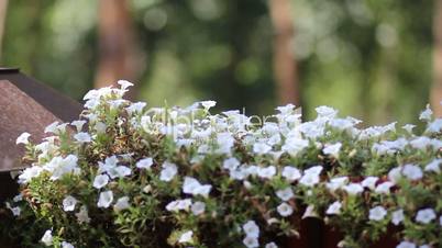 white flowers in a pine forest