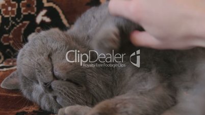 Play with lazy British Shorthair cat