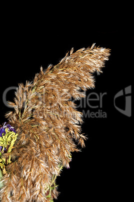 Sprig of reeds