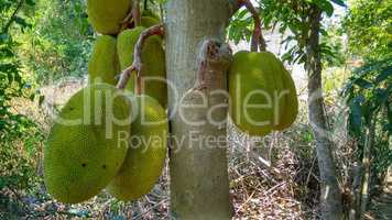 Durian Früchte am Baum