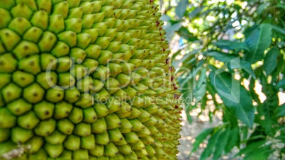 Durian Frucht Nahaufnahme