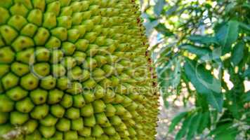 Durian Frucht Nahaufnahme