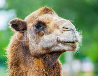 camel head portrait