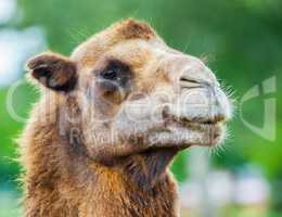 camel head portrait